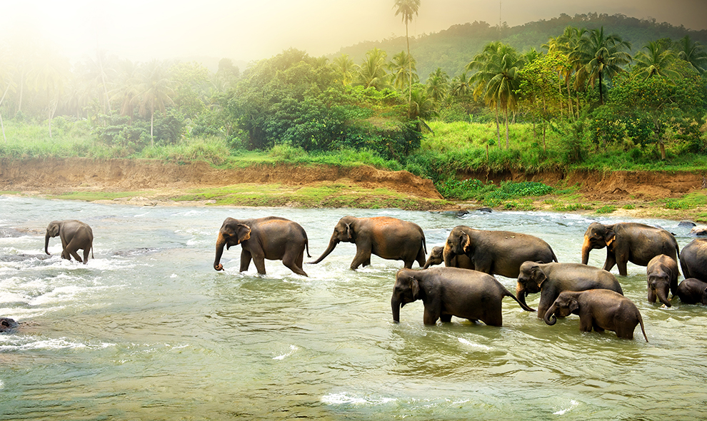 Elephants in river Top 5 Hotels to Stay at in Sri Lanka