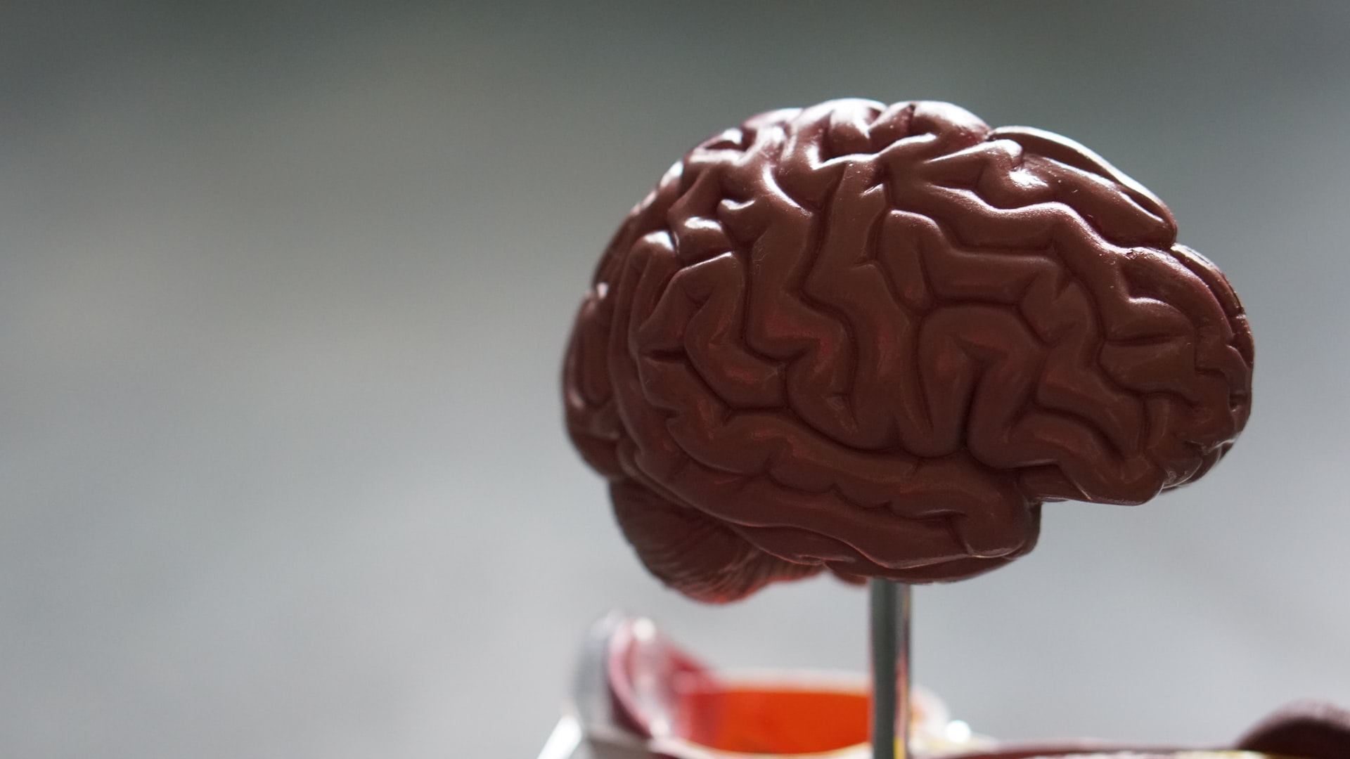 Model of human brain