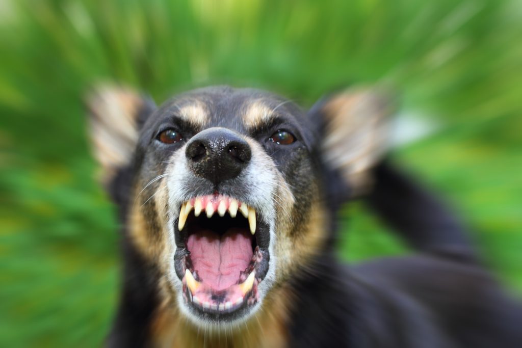 Dog Bite Laws: What Your Furry Friend Doesn't Tell You