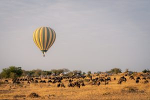 balloon flies over grazing blue wildebeest herd