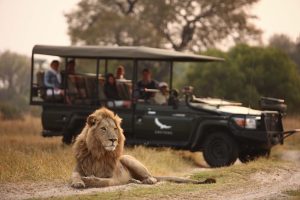 botswana sandibe experience game drive lion and vehicle