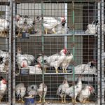 First Severe Bird Flu Case in the US: Is It Time to Worry?