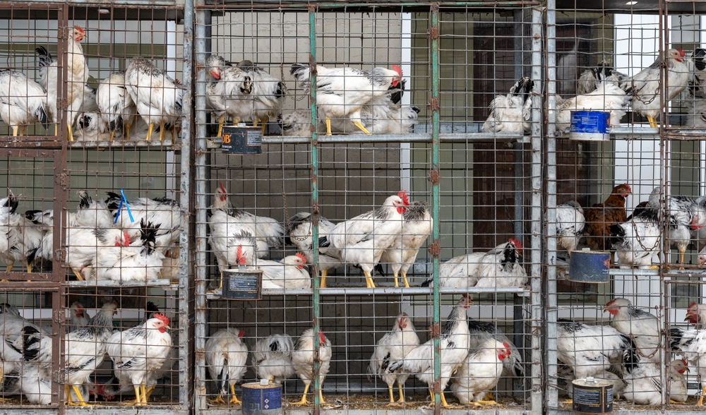 live,chicken,in,cage,for,sale,on,market.,chicken,cages