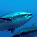 Sushi Chain Spends $1.3 Million on Massive Bluefin Tuna at Tokyo Auction