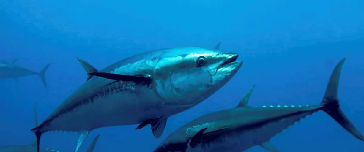 a bluefin tuna