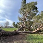 Liability in the Wake of Fatalities Caused by Falling Trees: A Look at UK Law