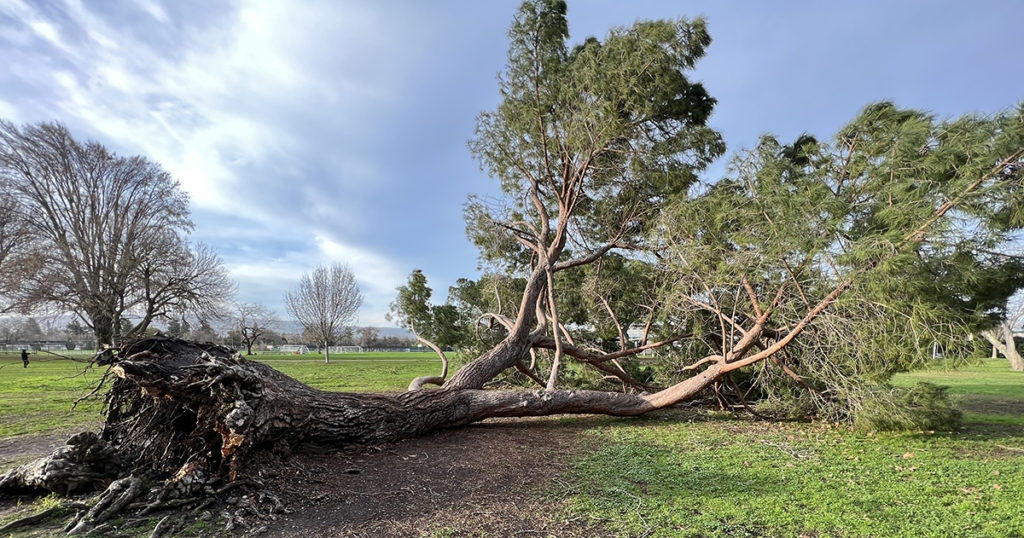 mtichelll park tree 5 blog header crop 1024x538