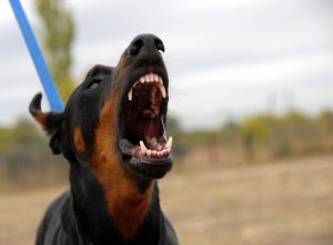 dangerous doberman