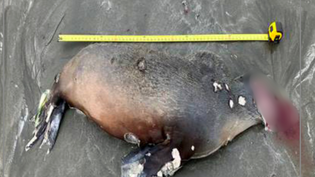 $20,000 Reward Offered for Information on Sea Lion Decapitation in California