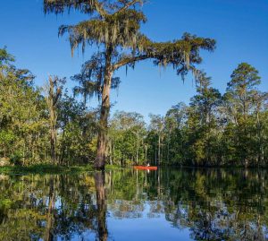 Maurepas Swamp