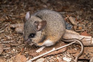 Deer Mice Peromyscus maniculatus